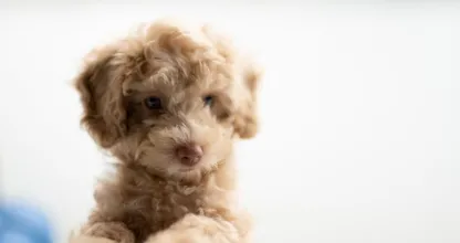 Het hele internet is in de ban van deze puppy – en wij snappen waarom