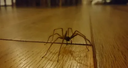 ¡Con esta manera amigable con los animales, ahuyenta a todas las arañas de tu casa!