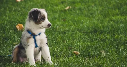 Zit je erover na te denken een hond te nemen? Dít kost het ongeveer!