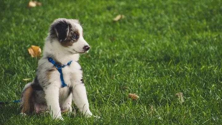 Zit je erover na te denken een hond te nemen? Dít kost het ongeveer!