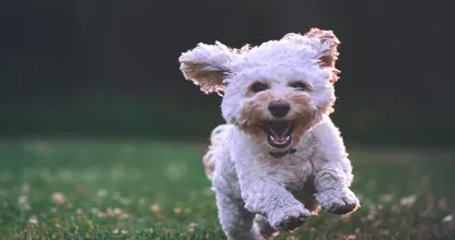 Dit zijn de populairste honden- en kattennamen van 2019