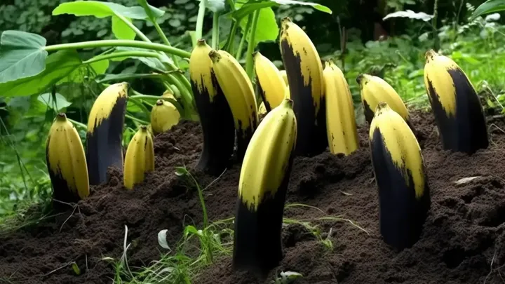 Plant Bananas All Over Your Garden: Look What Happens a Week Later