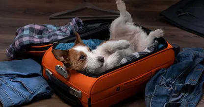 Onderzoekt wijst uit: één op de drie Nederlanders neemt hond mee op vakantie