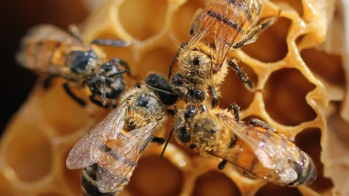 Le premier vaccin au monde pour les abeilles mellifères a été approuvé