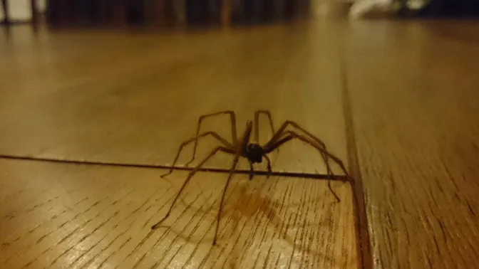 Mit diesem tierfreundlichen Trick scheuchst du alle Spinnen aus deinem Haus!