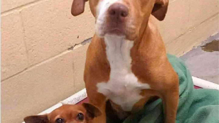 Esta pitbull se recusou a deixar o abrigo sem seu amigo chihuahua