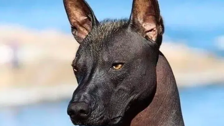 Barking Up the Right Tree: 49 Essential Insights into Your Future Furry Friend (49 percepções essenciais sobre seu futuro amigo peludo)