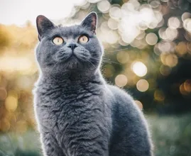 Wist jij dit? Deze kattensoorten zijn eigenlijk verboden in Nederland