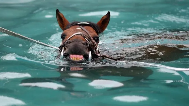 Mom Hears Plunge In Pool And Finds Enormous Animal Inside!