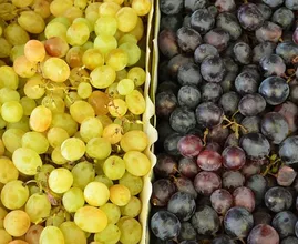 Which ones are better for you: white grapes or blue grapes?