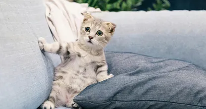 Zo lang kun je je kat maximaal alleen thuis laten