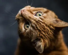 'Een afschuwelijke gebeurtenis': kat met stok doodgeslagen in Zaanstad