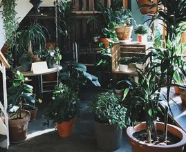 Zo laat jij je kamerplanten sneller groeien dit voorjaar