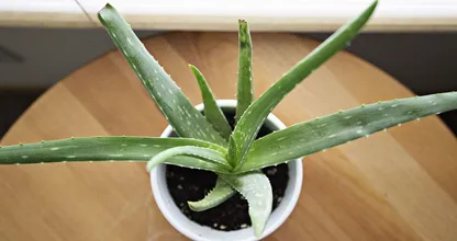 7 cosas que puedes hacer con una planta de aloe vera