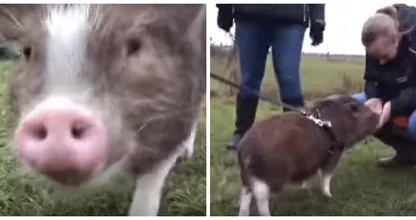 Wat schattig...! Varkentje Lilly moet op puppycursus, dit MOET je echt even zien!
