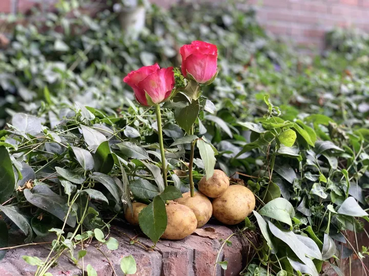 rose stalk into potato