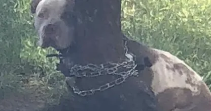 Mężczyzna znajduje przywiązanego do drzewa pitbula i czyta leżący obok niego list
