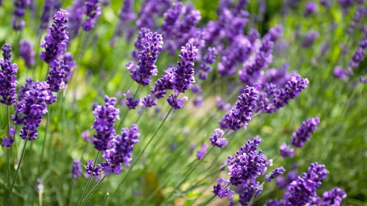 Deze simpele snoei-tip maakt je lavendel weer weelderig en vol bloei
