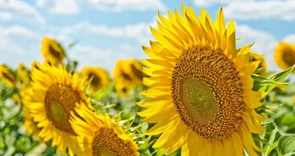 Fantastisch nieuws: eind van de week wordt het prachtig zomerweer!