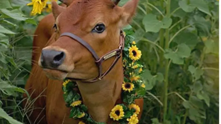 Tenetevi stretti le risate - 40 momenti divertenti con animali adorabili