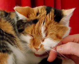 Katzenschnurren hat diese unglaubliche Wirkung auf den menschlichen Körper!