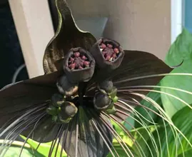 20 Rare And Strange Plants From Around The Globe