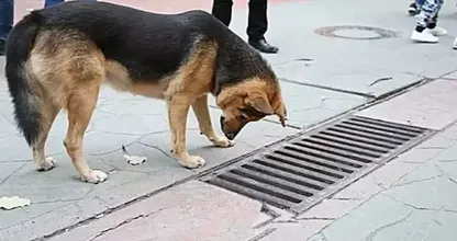 Dog looks Into Storm Drain Every Day - Bystanders Are Suprised When They Open It