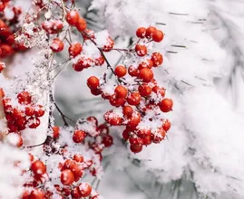 Een witte kerst in Nederland? Hier is de kans het grootst