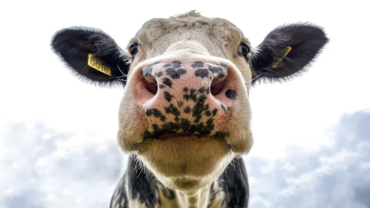 Huh: komt benzine binnenkort van een koe?