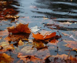 Dag zon en hállo regen: echt herfstweer op komst