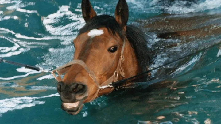 Mom Hears Plunge In Pool And Finds Enormous Animal Inside!