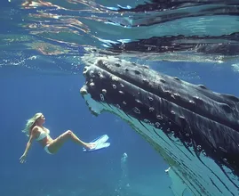 Giant whale won't leave diver alone - Then she notices the terrifying reason why