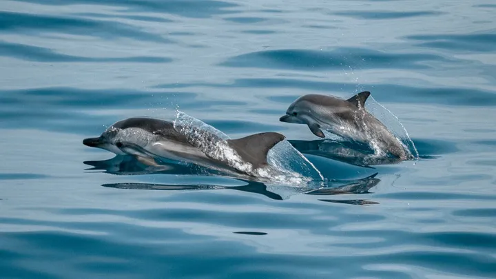 Dolphins spotted in New York's Bronx River for first time in 5 years
