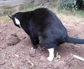 Immer wieder Nachbarskatzen in Ihrem Garten? Mit diesem absolut katzenfreundlichen Trick wird das nicht mehr passieren!