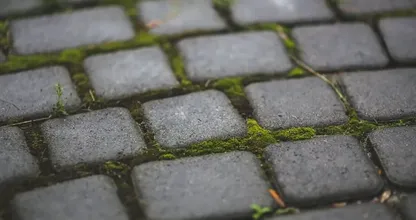 Con estos trucos podrás deshacerte fácilmente del musgo