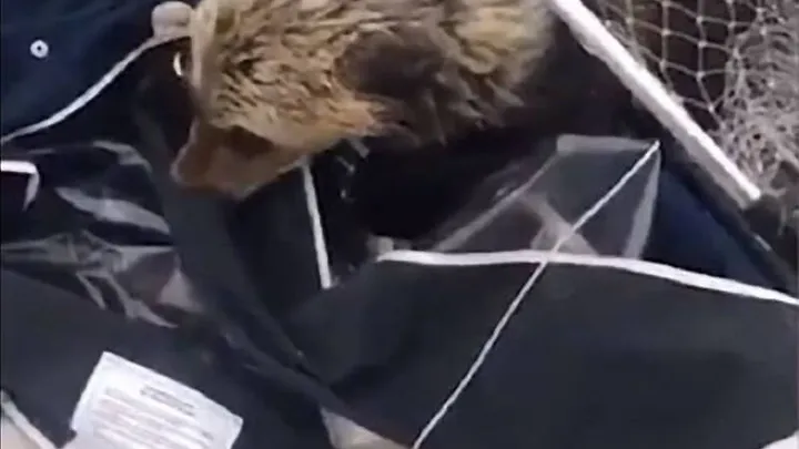 Echa un vistazo a las cosas impactantes que hace esta madre osa mientras los pescadores salvan a sus cachorros