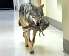 Wolf Breaks Into Hospital - Nurse Brought to Tears by What It Carries in Its Mouth