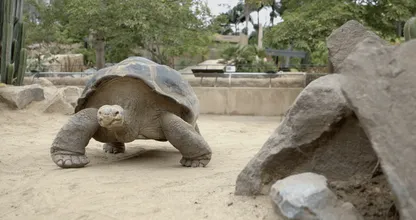 Deze sexverslaafde schildpad redt eigenhandig zijn hele soort! Hilarisch, dit moet je lezen!
