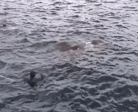 La Marine se retrouve face à face avec une créature massive dans l’eau