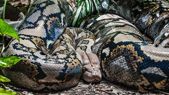 ¡Estos trabajadores encontraron una serpiente gigante - no creerás lo que encontraron dentro!