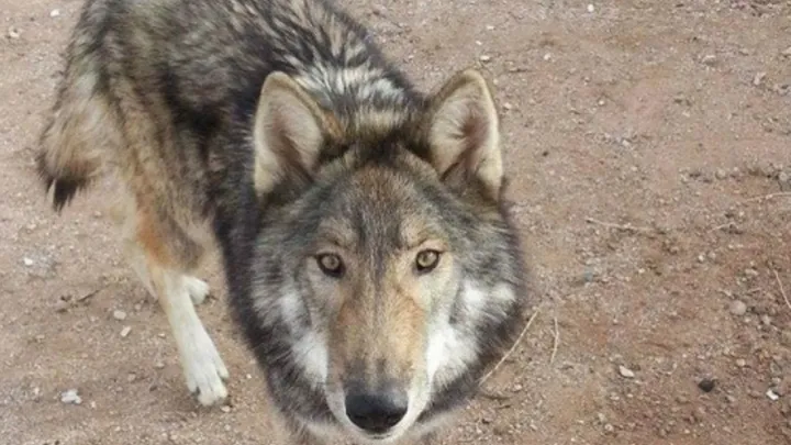 Man takes cute “puppy” home with him, which turns out to be a dangerous mistake