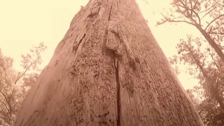 Holzfäller finden seltsame Kreatur in hohlem Baum