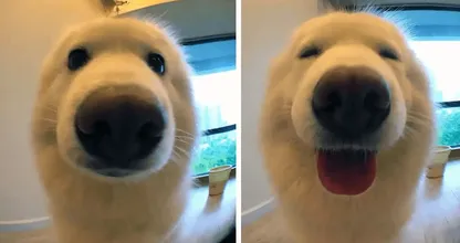 TE schattig dit... Deze foto's zijn gemaakt vóór en nadat baasjes hun hond 'braaf' noemden!