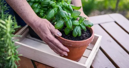 Pluk je basilicum niet zomaar leeg: hier moet je knippen voor een vollere plant