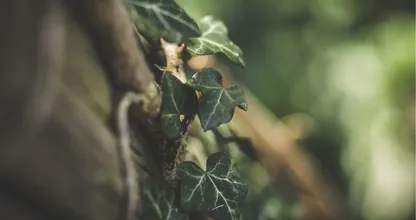 Op zoek naar groen voor je schaduwrijke tuin? Probeer deze opties eens