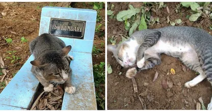 Dit is zo zielig! Deze rouwende kat weigert het graf van zijn geliefde baasje te verlaten...