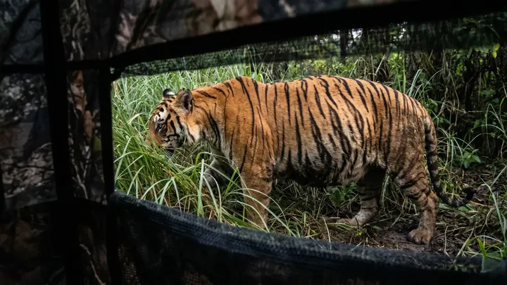 Tiger bekommt Hilfe vom Fotografen - Die Wahrheit brachte sein Blut zum Kochen