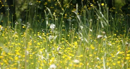 Bewezen: coronavirus slaat harder toe tijdens pollenseizoen