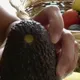 Wie du mit einem Handgriff ganz einfach testen kannst ob die Avokado lecker sein wird oder nicht