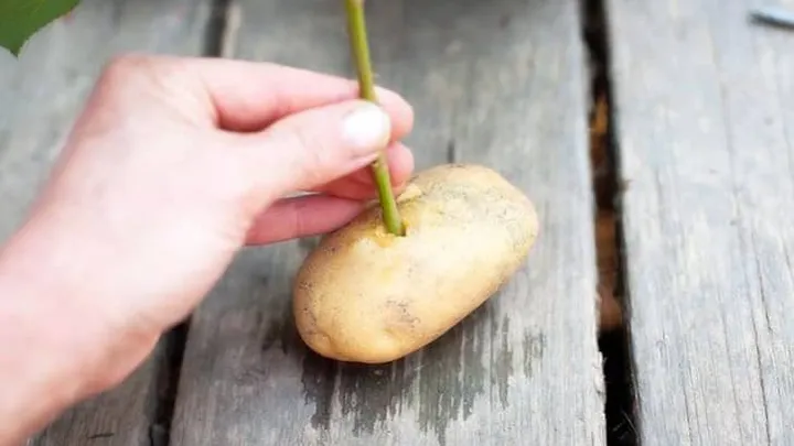 Elle met une tige de rose dans une pomme de terre et regardez ce qui se passe une semaine plus tard ! Fantastique !